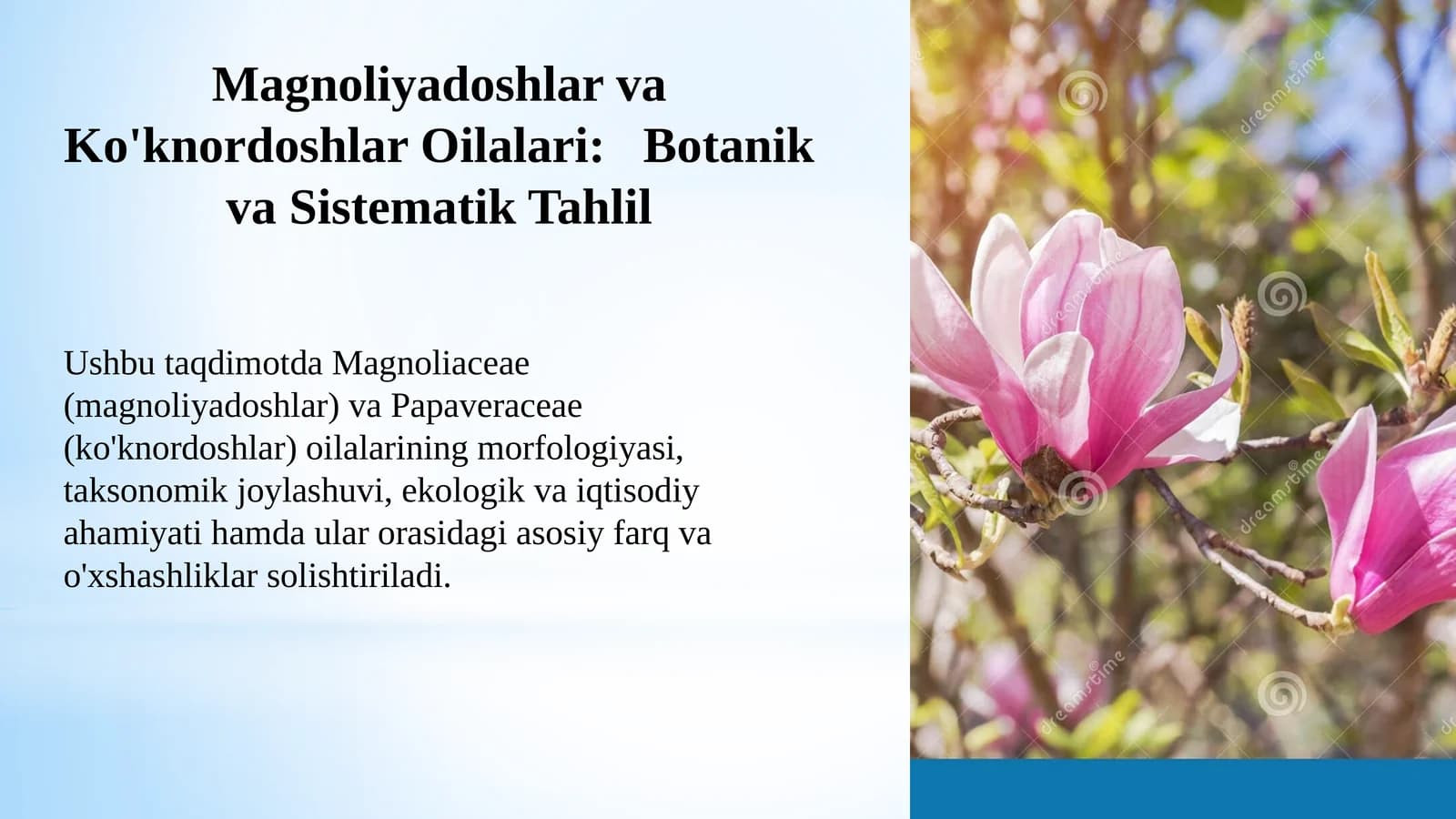 MagnoliyadoshlarvaKo'knordoshlarOilalari:Botanikva Sistematik Tahlil