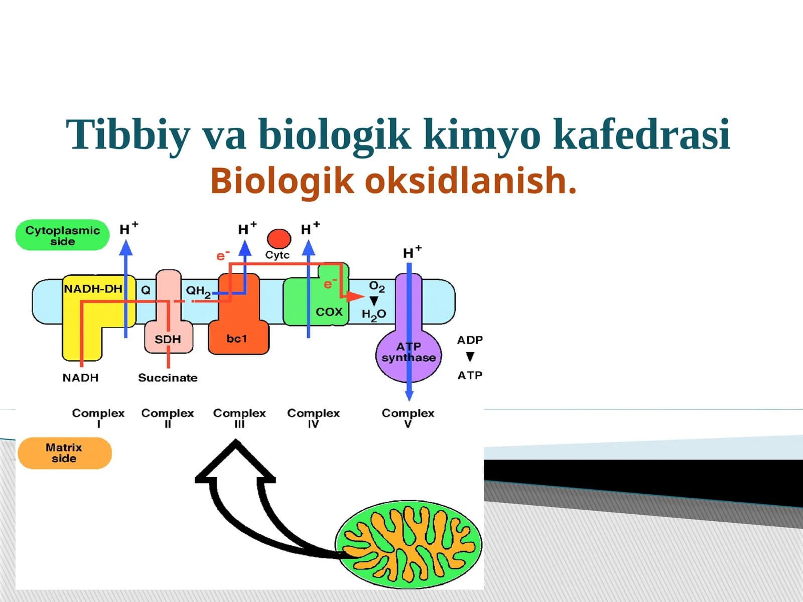 Biologik oksidlanish.