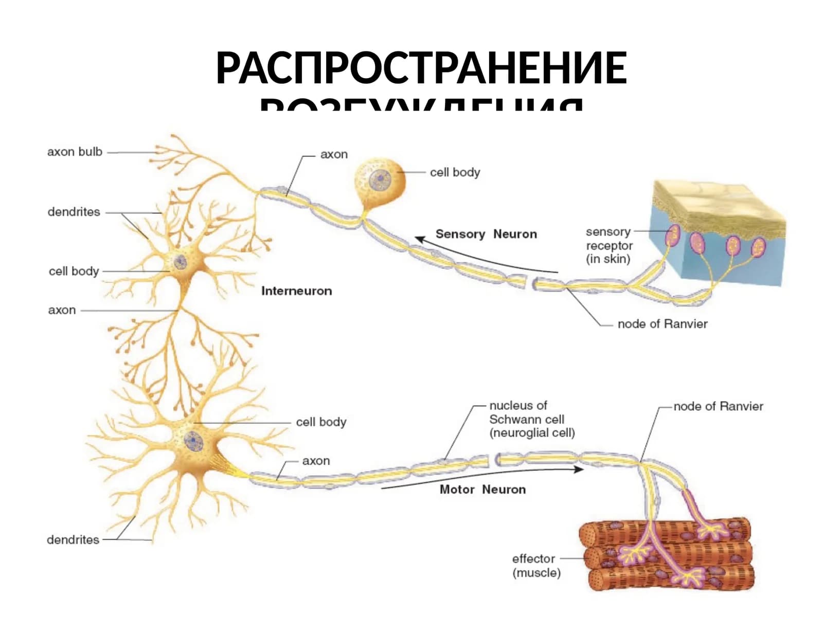 РАСПРОСТРАНЕНИЕ ВОЗБУЖДЕНИЯ