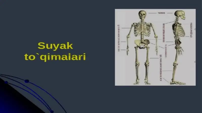Sayak tòqimalari