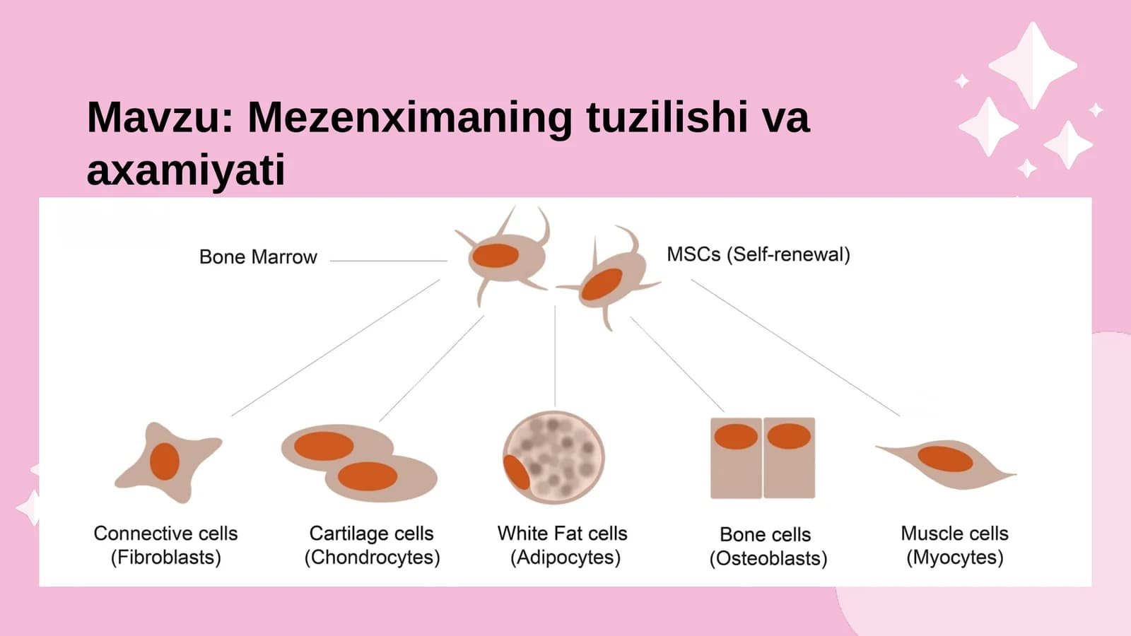 Mezenximaning tuzilishi va axamiyati