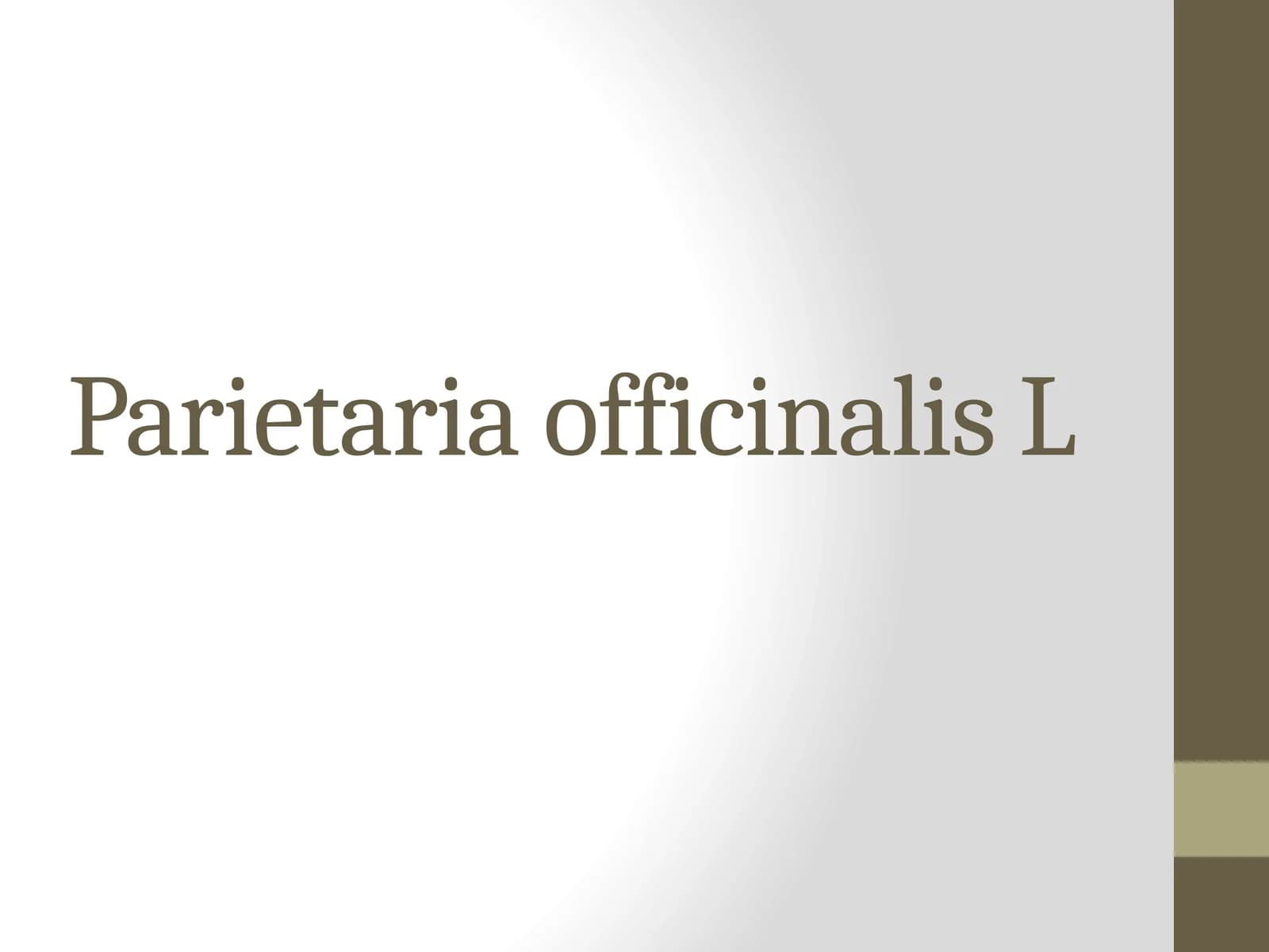 Parietaria officinalis L