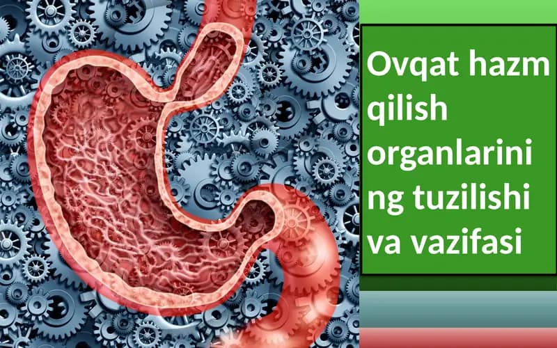 Ovqat hazm qilish organlarining tuzilishi va vazifasi