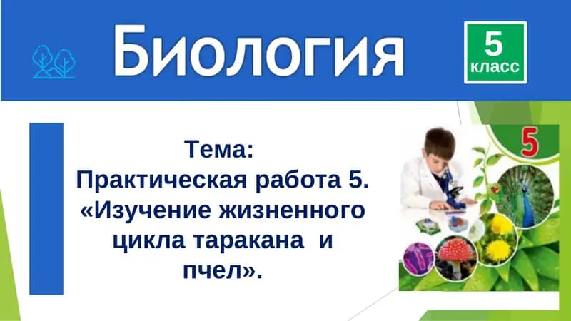 Практическая работа 5. «Изучение жизненного цикла таракана и пчел».