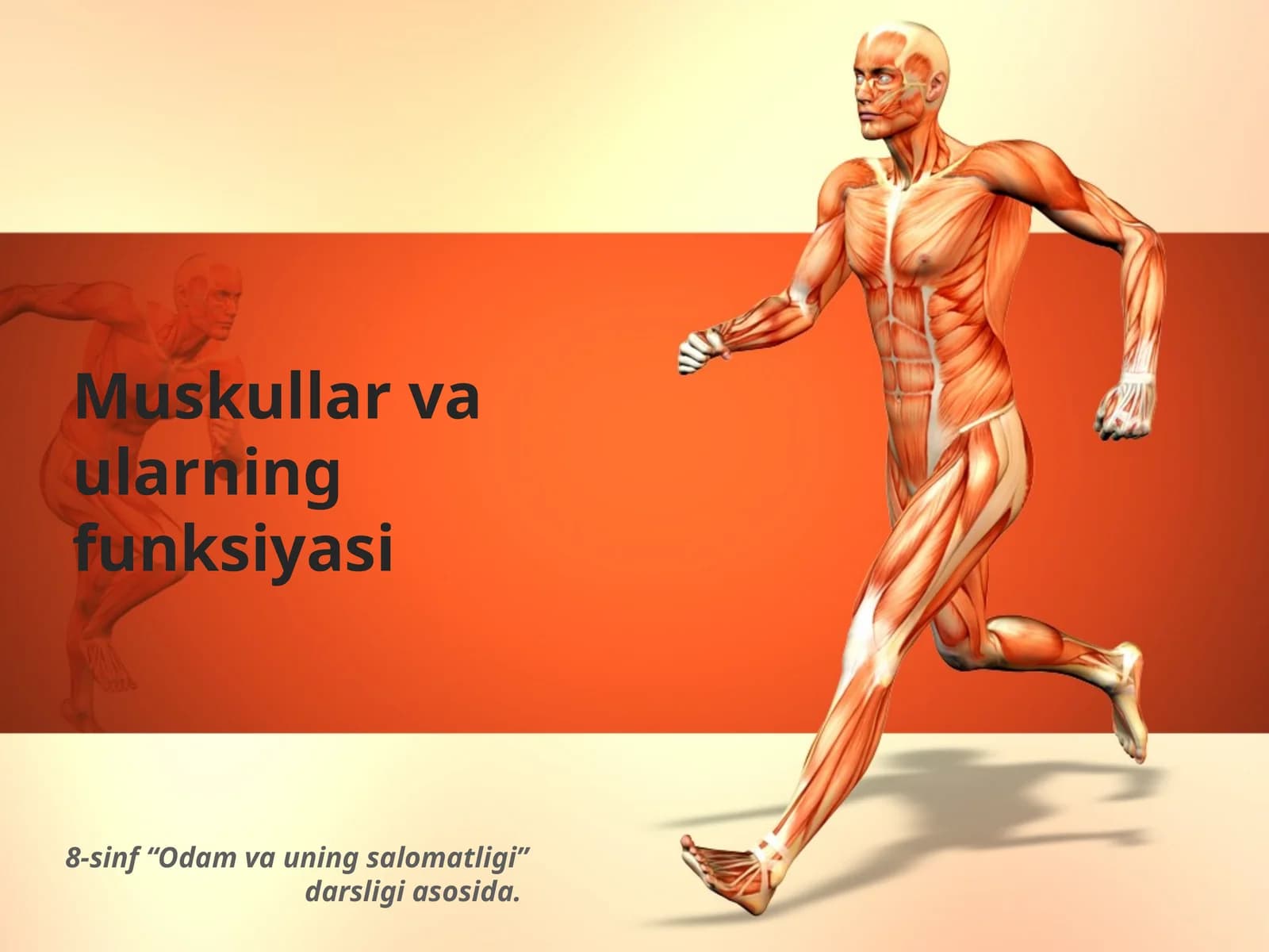 Muskullar va ularning funksiyasi