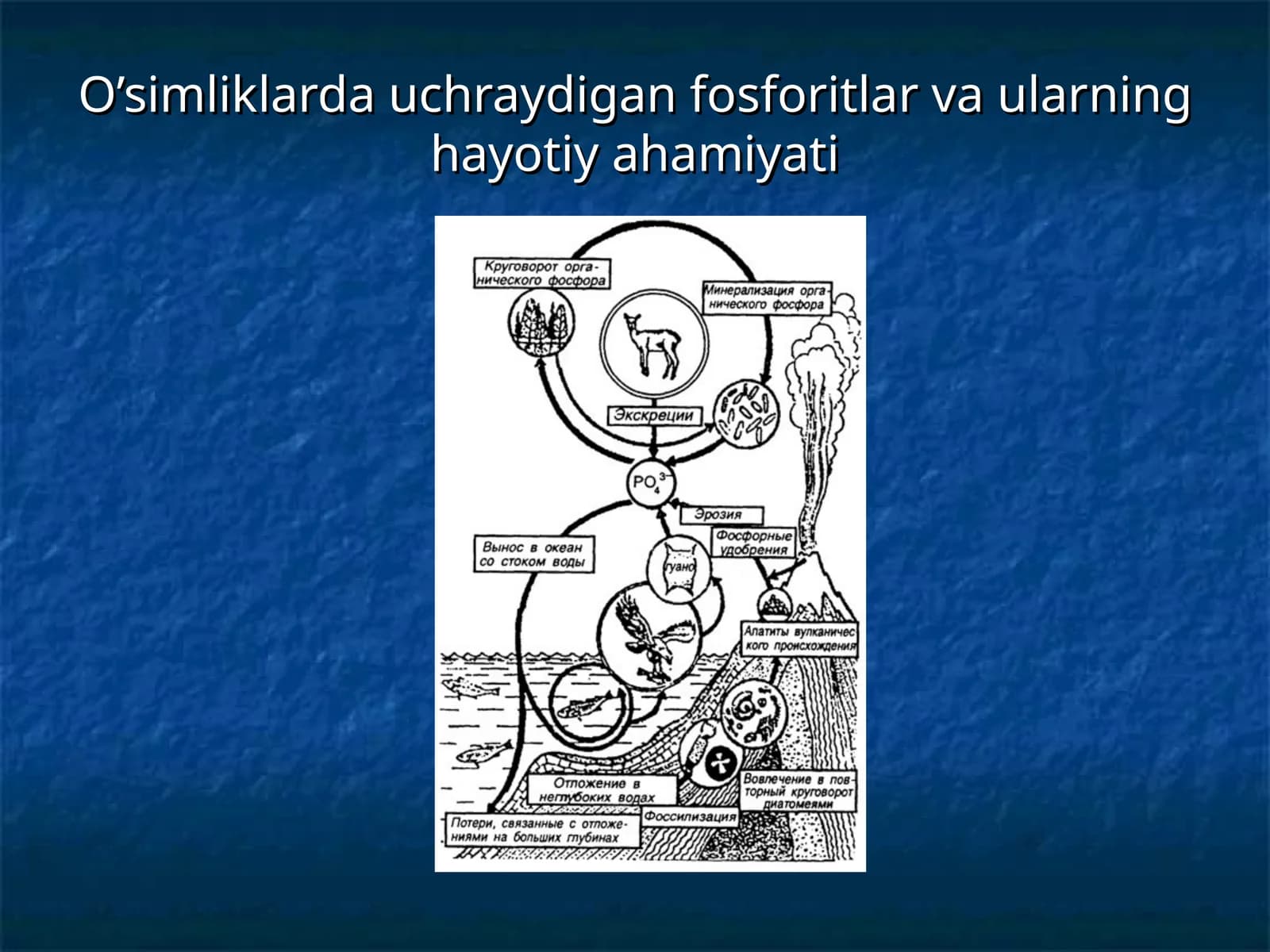O’simliklarda uchraydigan fosforitlar va ularning hayotiy ahamiyati
