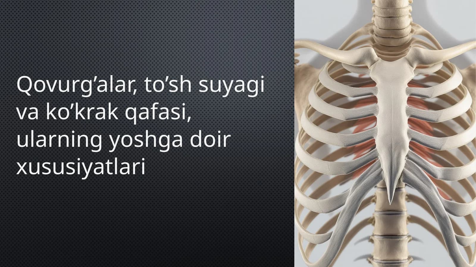 Qovurg'alar, to'sh suyagi va koʻkrak qafasi. Ularning yoshga doir xususiyatlari