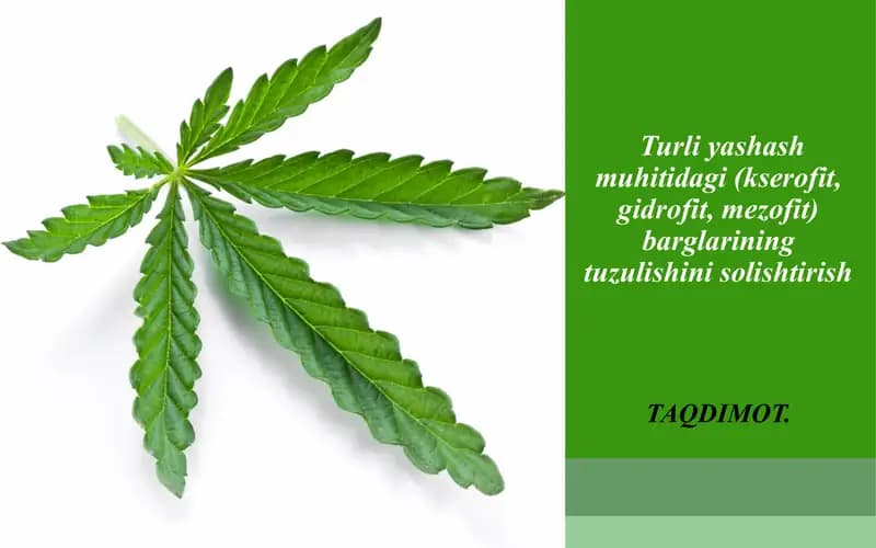 Turliyashashmuhitidagi(kserofit,gidrofit,mezofit)barglariningtuzulishinisolishtirish
