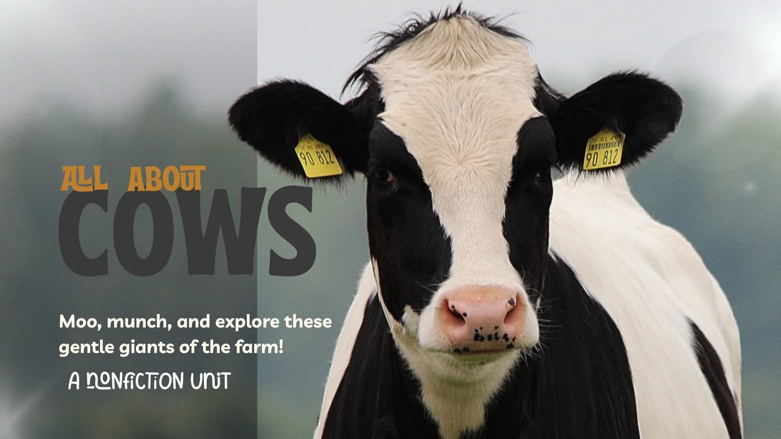 Cows