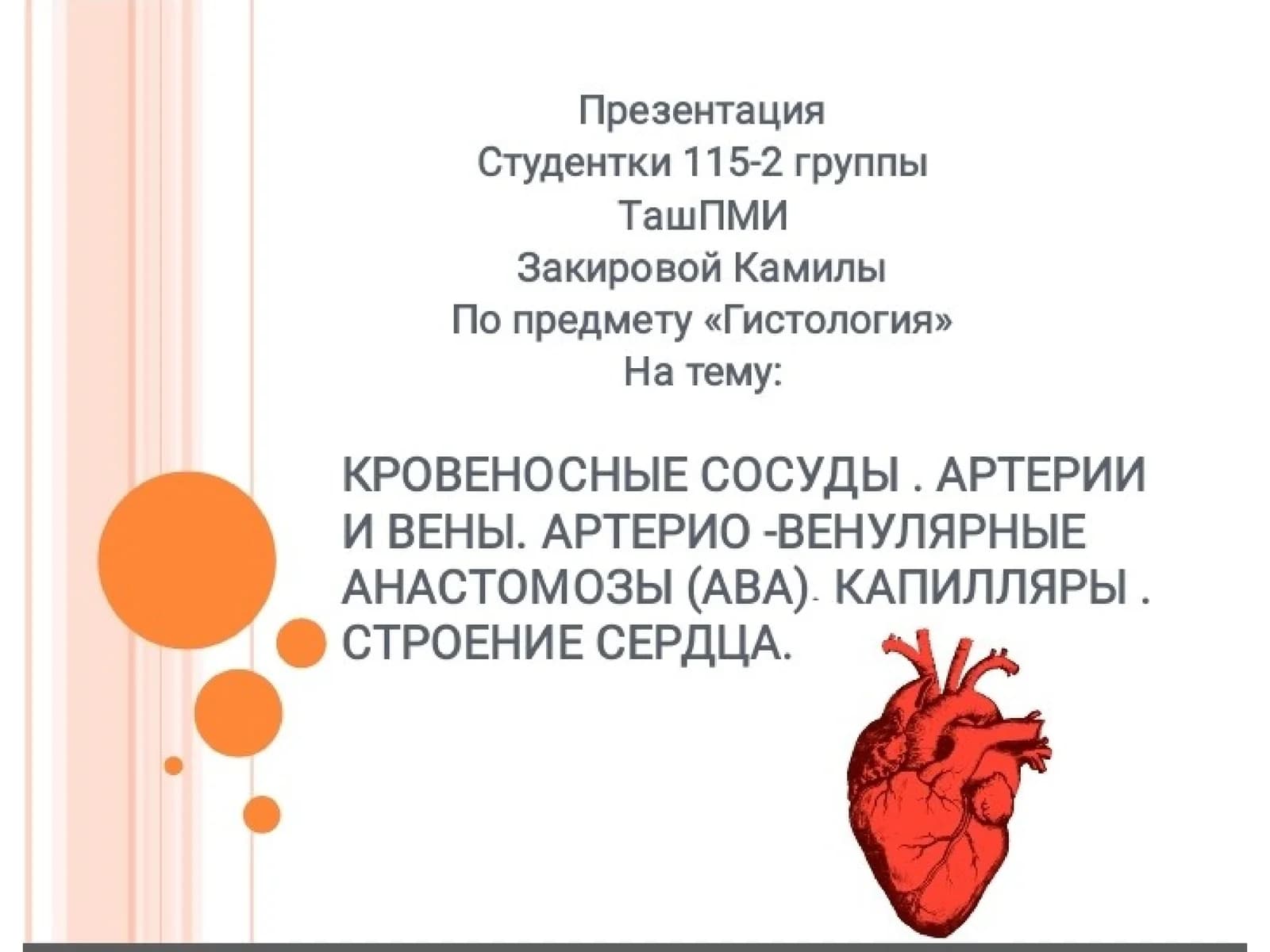 Сердечно-сосудистая система