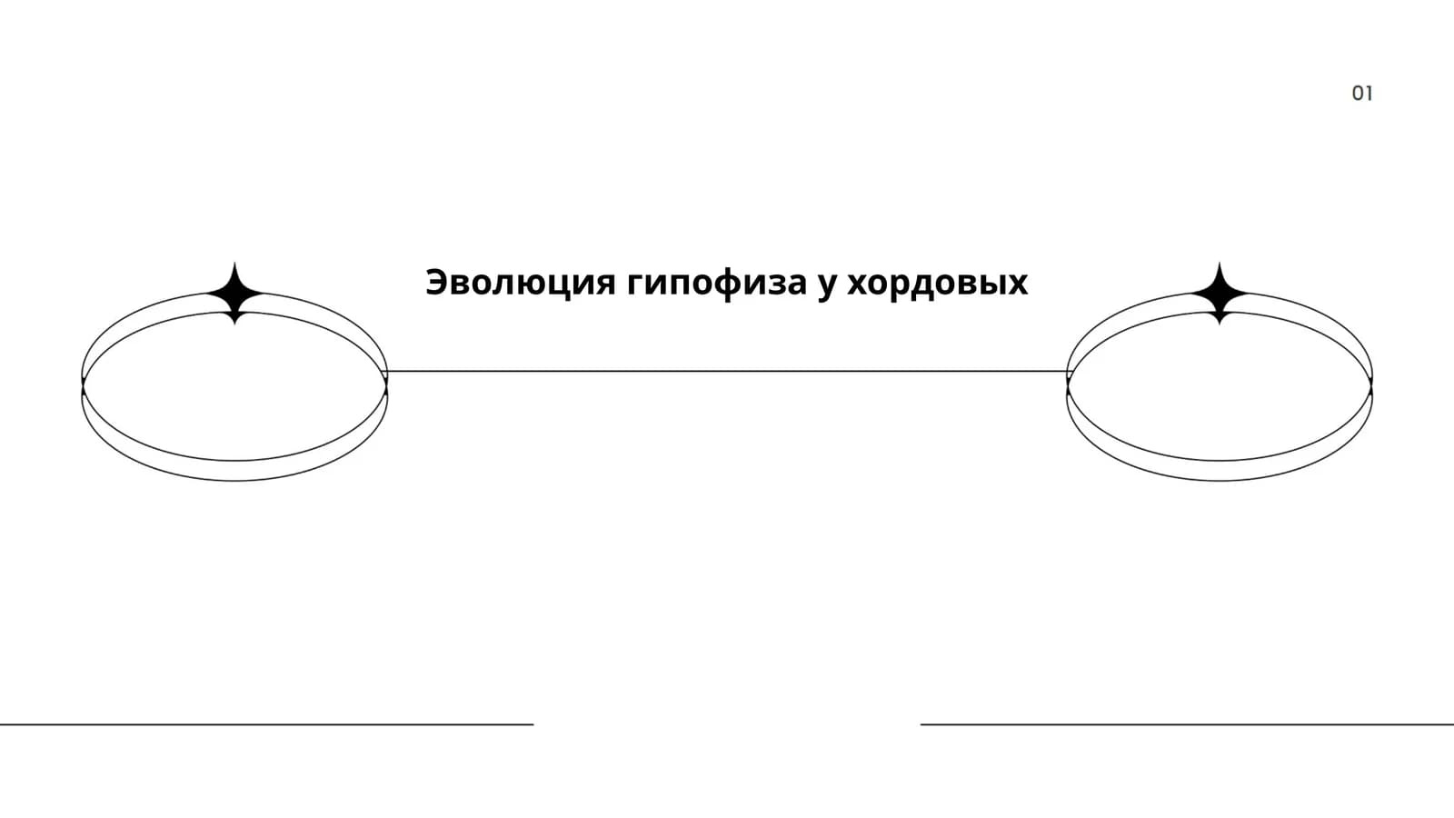 Эволюция гипофиза у хордовых