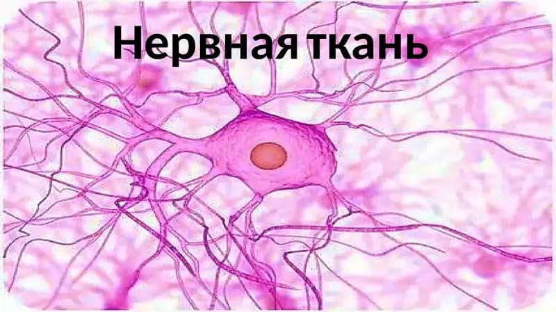 нервная ткань