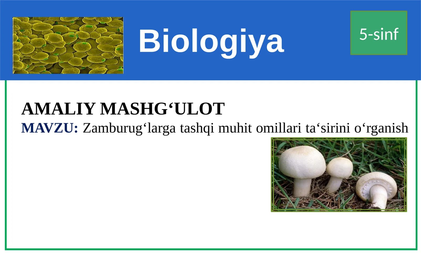 Biologiya 5-sinf AMALIY MASHG‘ULOT-MAVZU: Zamburug‘largatashqimuhitomillarita‘sirinio‘rganish