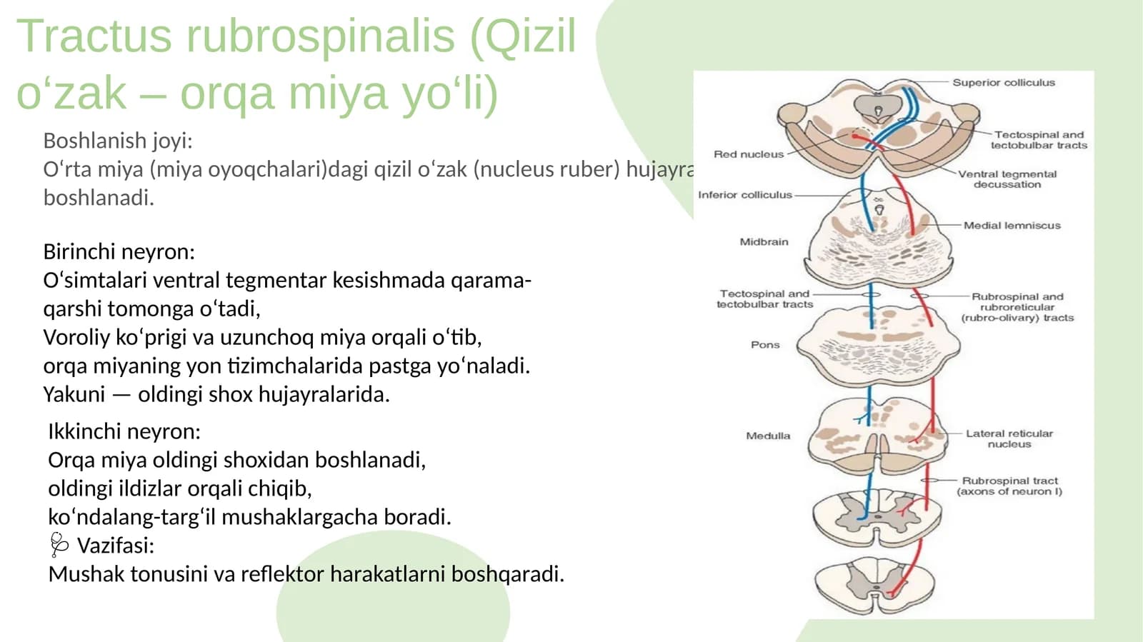 Tractus rubrospinalis (Qizil o‘zak – orqa miya yo‘li)