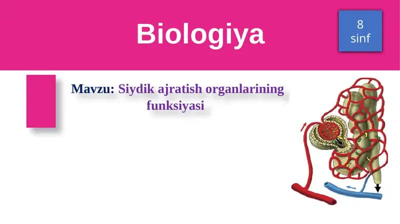 Siydik ajratish organlarining funksiyasi