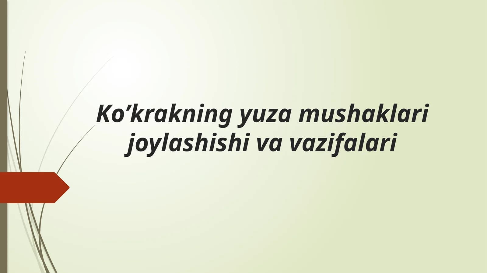 Ko’krakning yuzamushaklari joylashishi va vazifalari