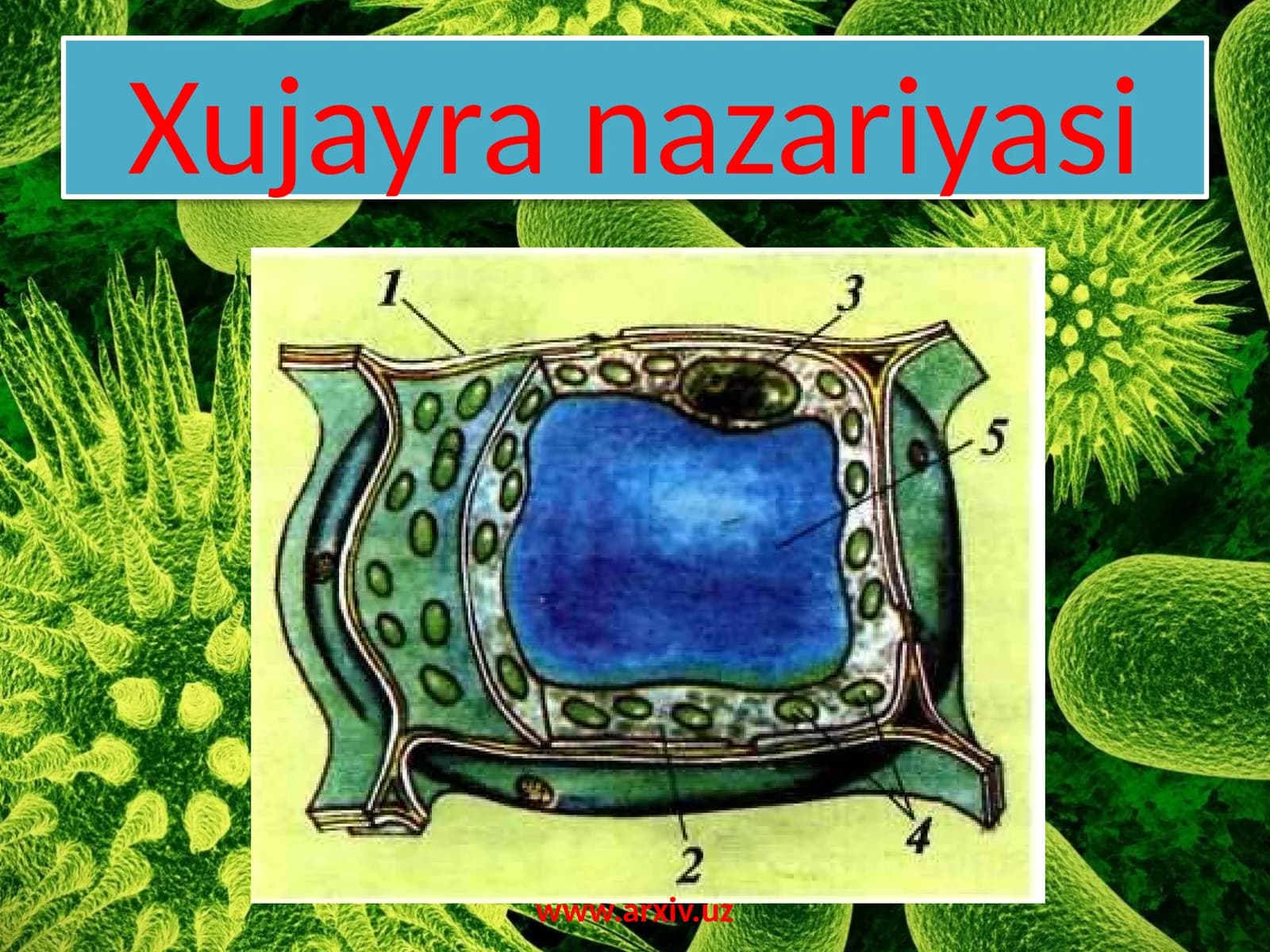 Xujayranazariyasi