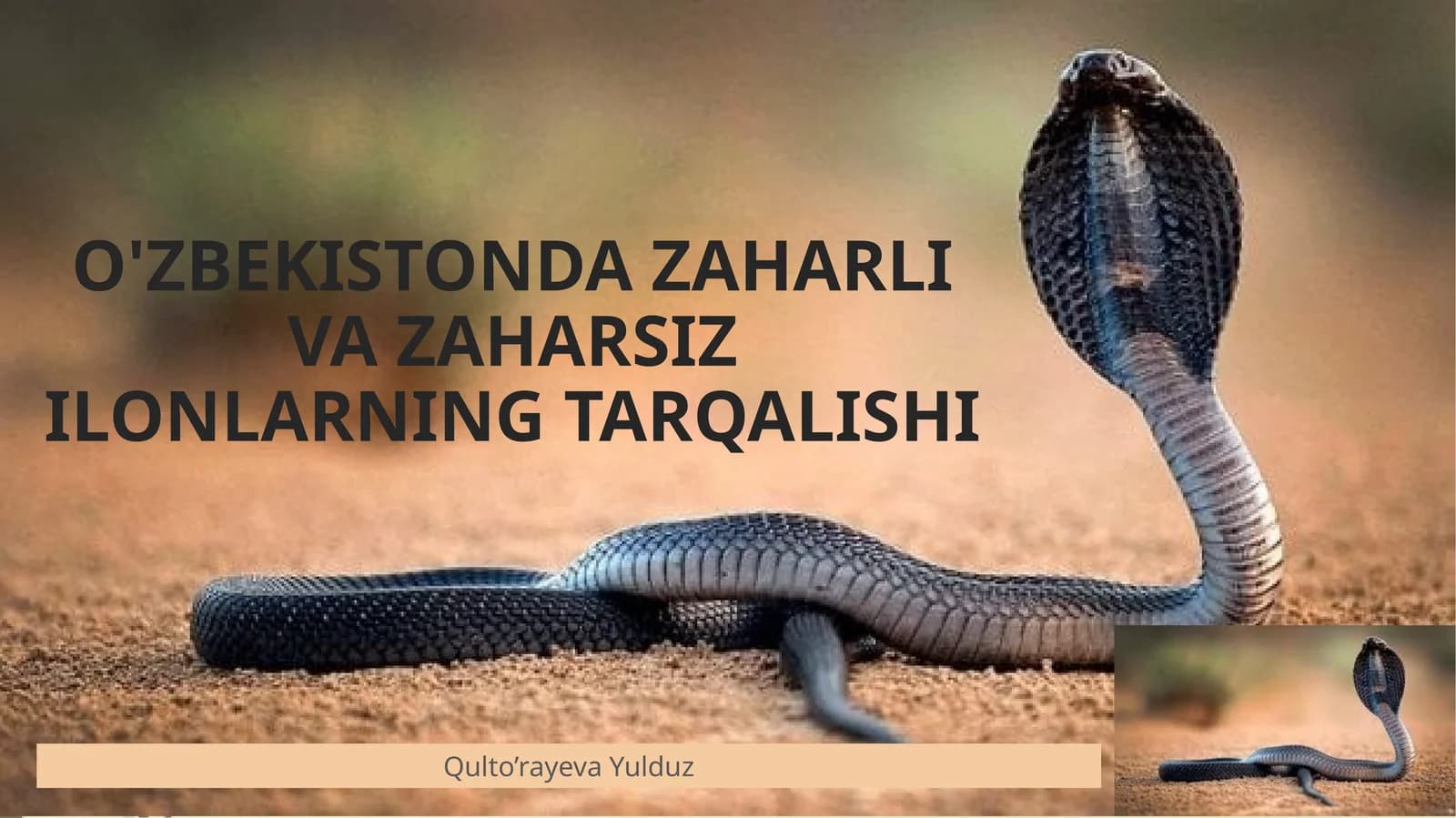 O'ZBEKISTONDA ZAHARLI VA ZAHARSIZ ILONLARNING TARQALISHI