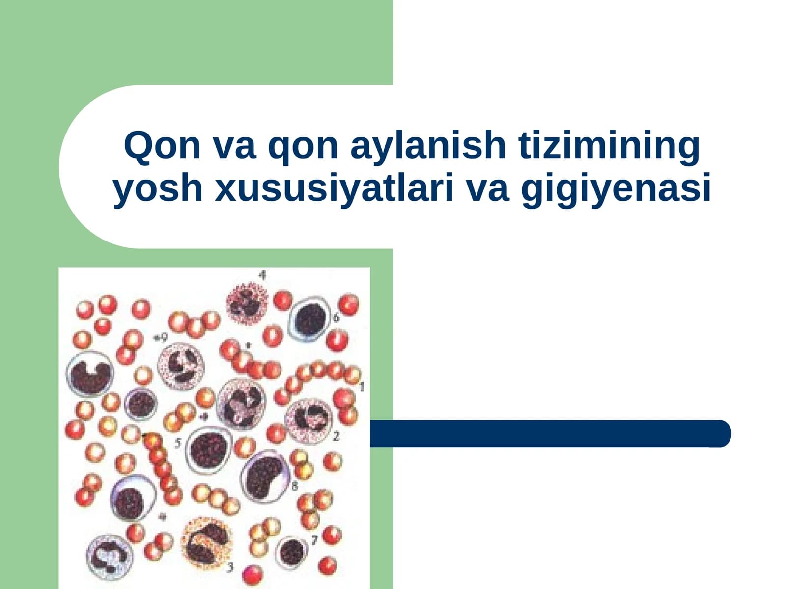Qon va qon aylanish tizimining yosh xususiyatlari va gigiyenasi