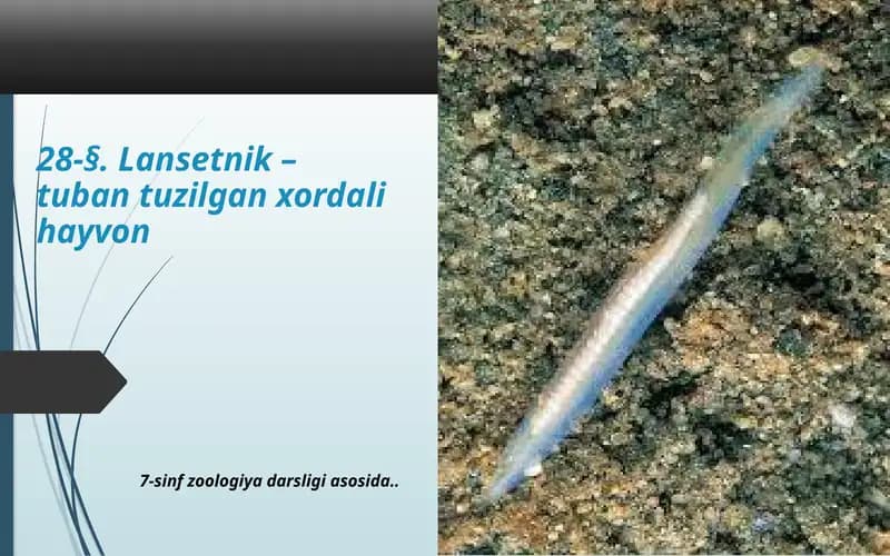 Lansetnik–tubantuzilganxordalihayvon