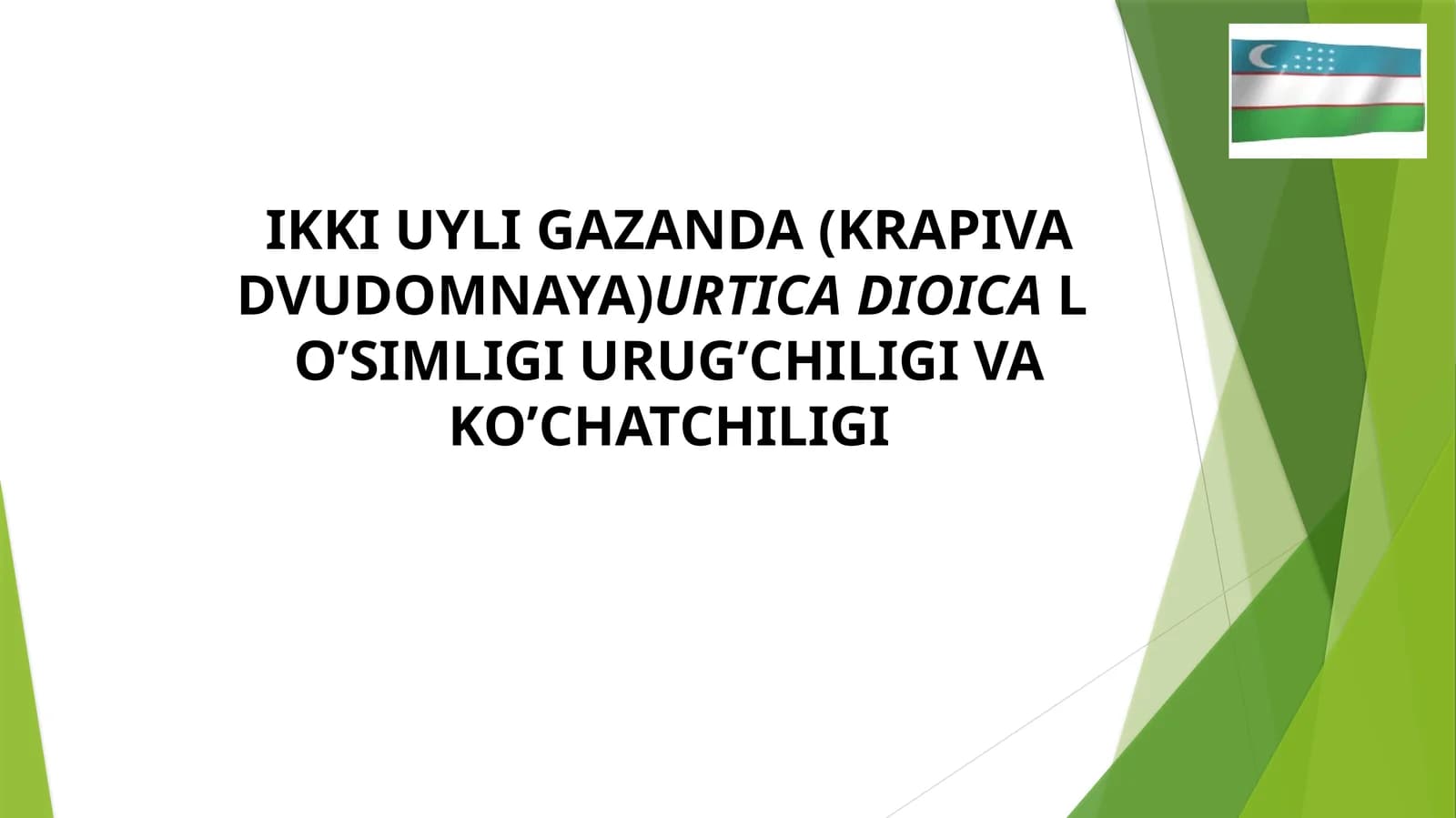 IKKI UYLI GAZANDA (KRAPIVA DVUDOMNAYA)URTICA DIOICAL O’SIMLIGI URUG’CHILIGI VA KO’CHATCHILIGI
