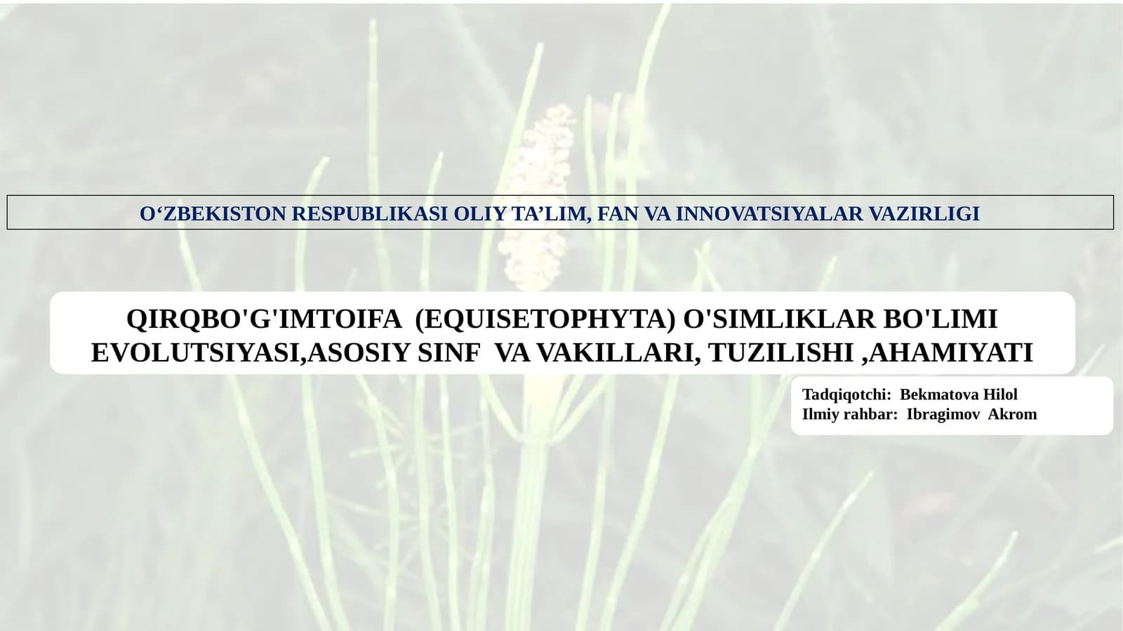 QIRQBO'G'IMTOIFA (EQUISETOPHYTA) O'SIMLIKLAR BO'LIMI EVOLUTSIYASI,ASOSIY SINF VA VAKILLARI, TUZILISHI,AHAMIYATI