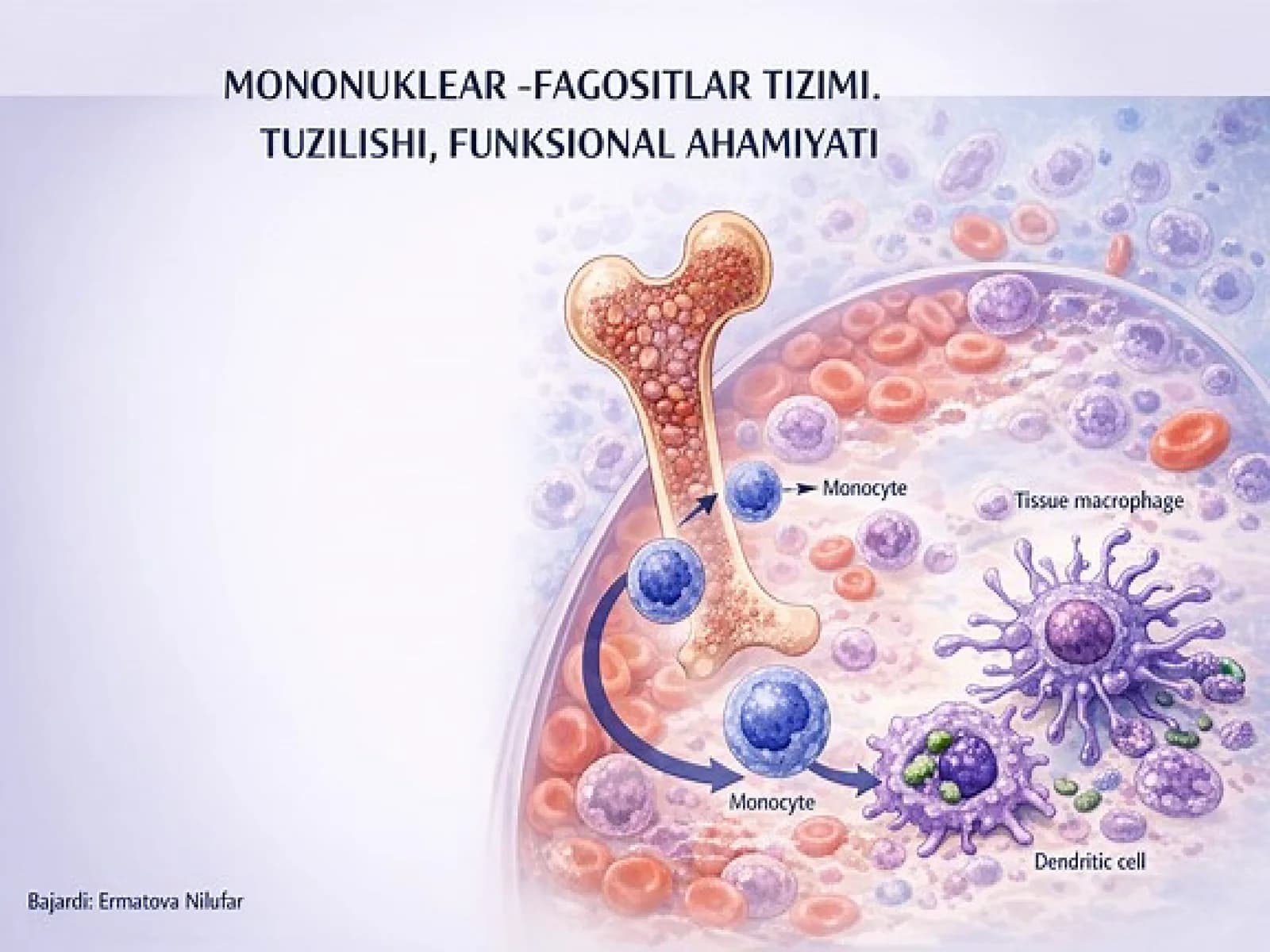 MONONUKLEAR -Fagotysitar tizim funksiyalari va ahamiyati
