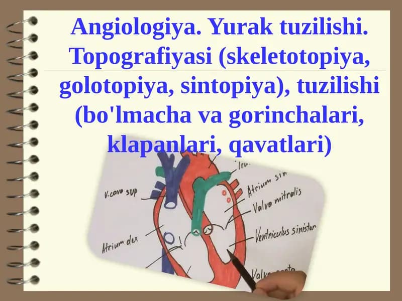 Angiologiya.Yuraktuzilishi.Topografiyasi