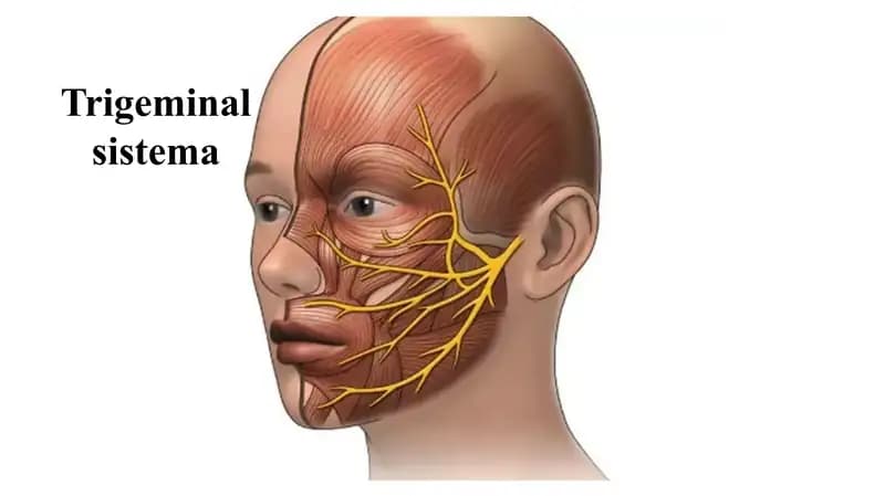 Trigeminal sistema Тригеминал система 5 жуфт краниал нерв