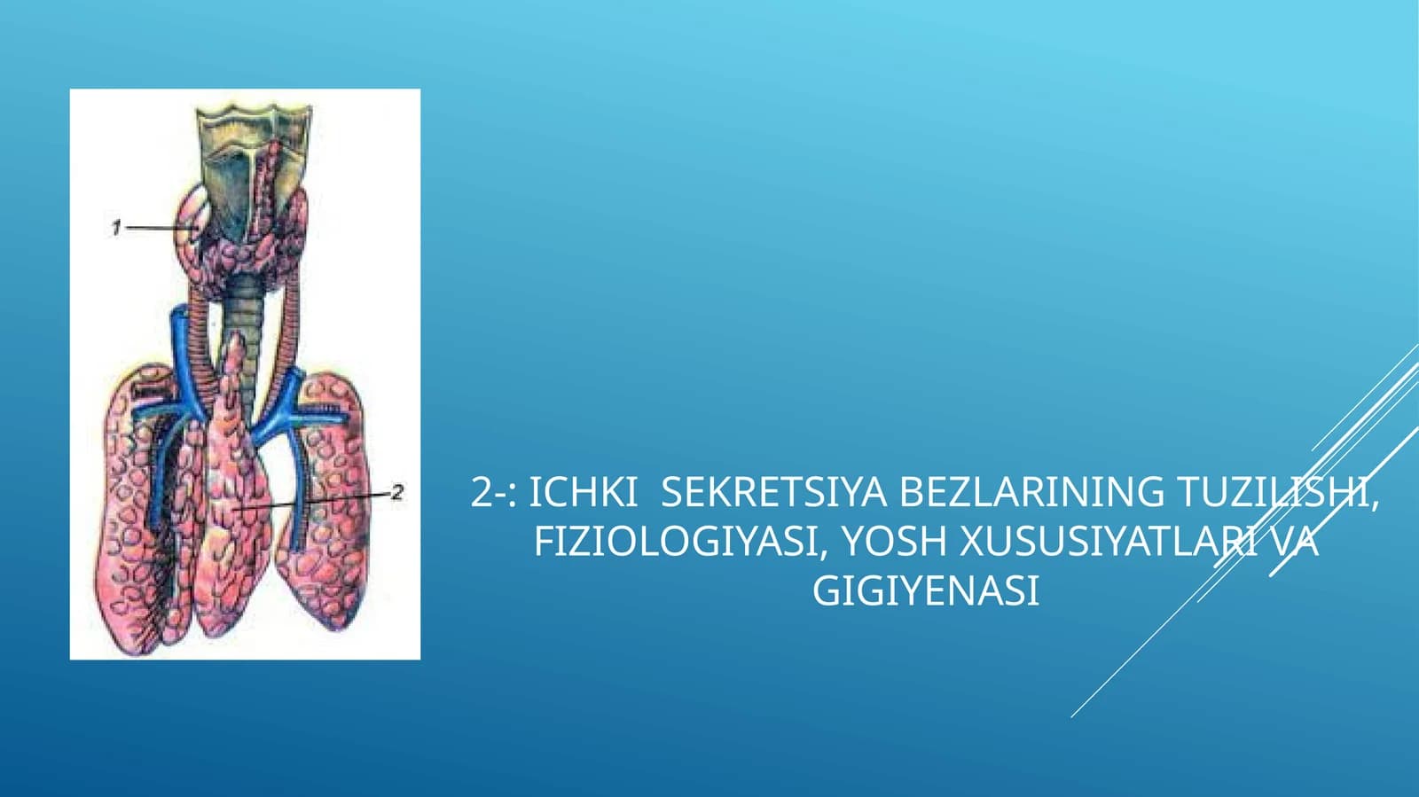 Ichki sekretsiya bezlarining tuzilishi, fiziologiyasi, yosh xususiyatlari va gigiyenasi