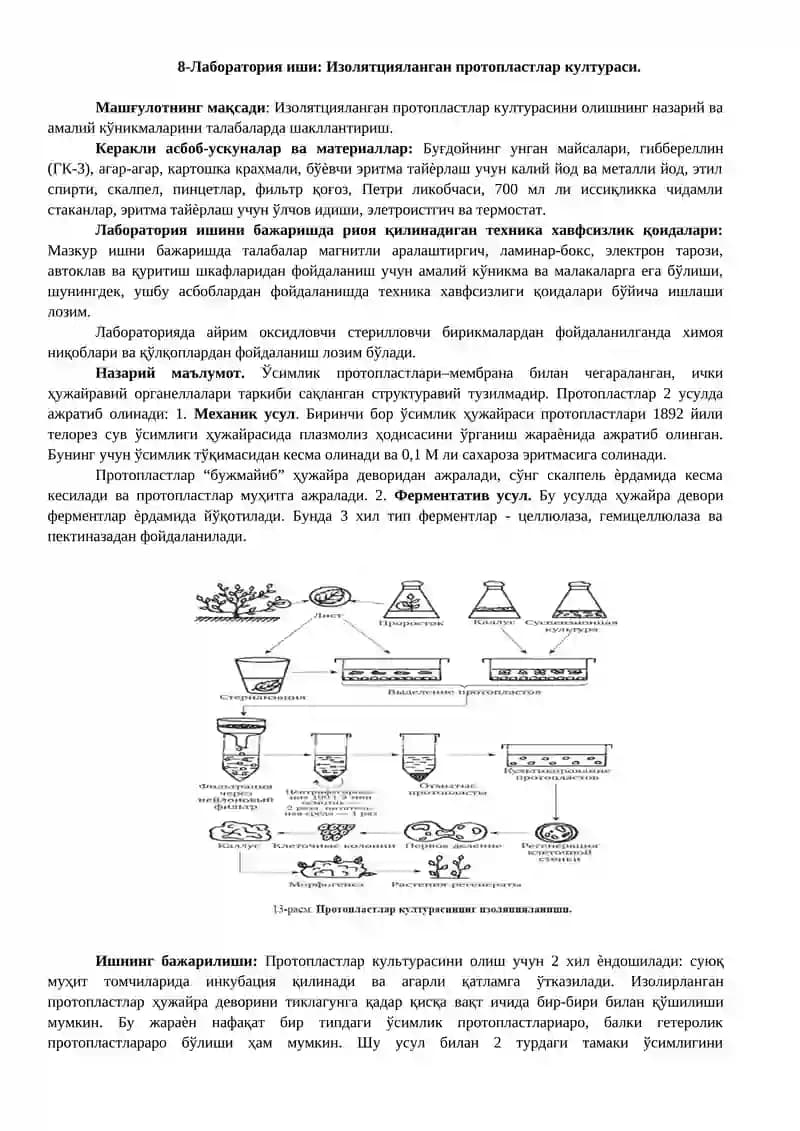 Изолятцияланган протопластлар култураси.
