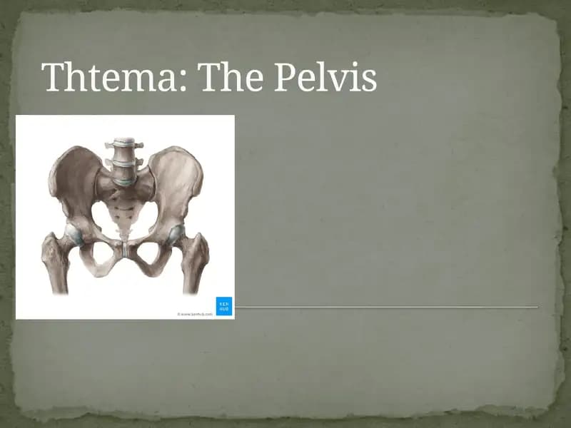 The Pelvis