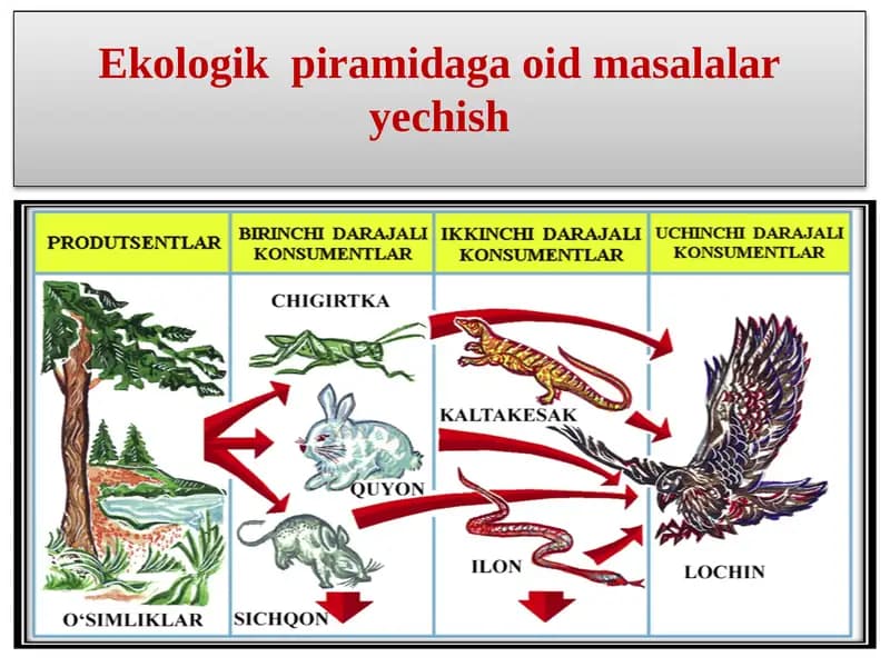 Ekologik  piramidaga oid masalalar yechish