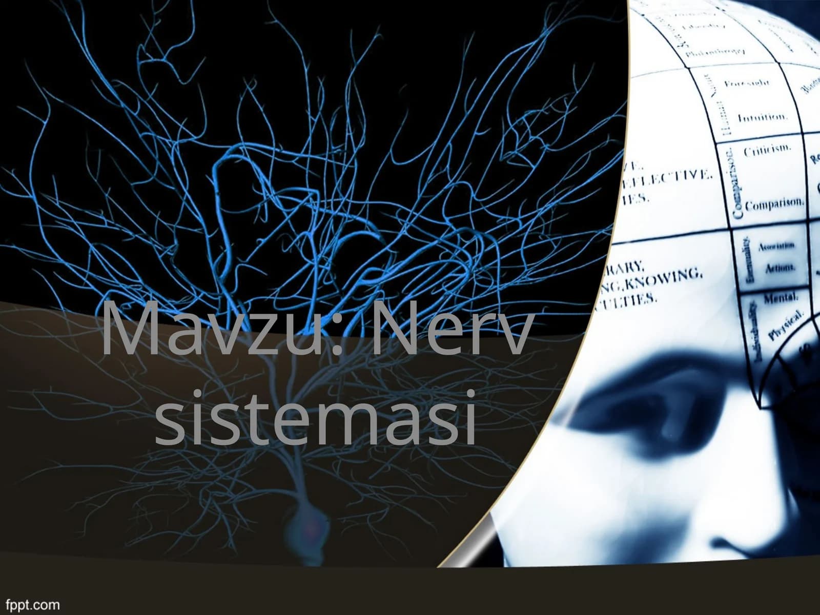 Nerv sistemasi