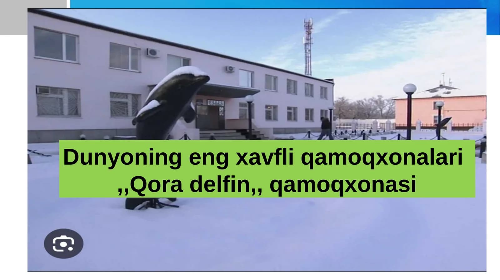 Qora delfin