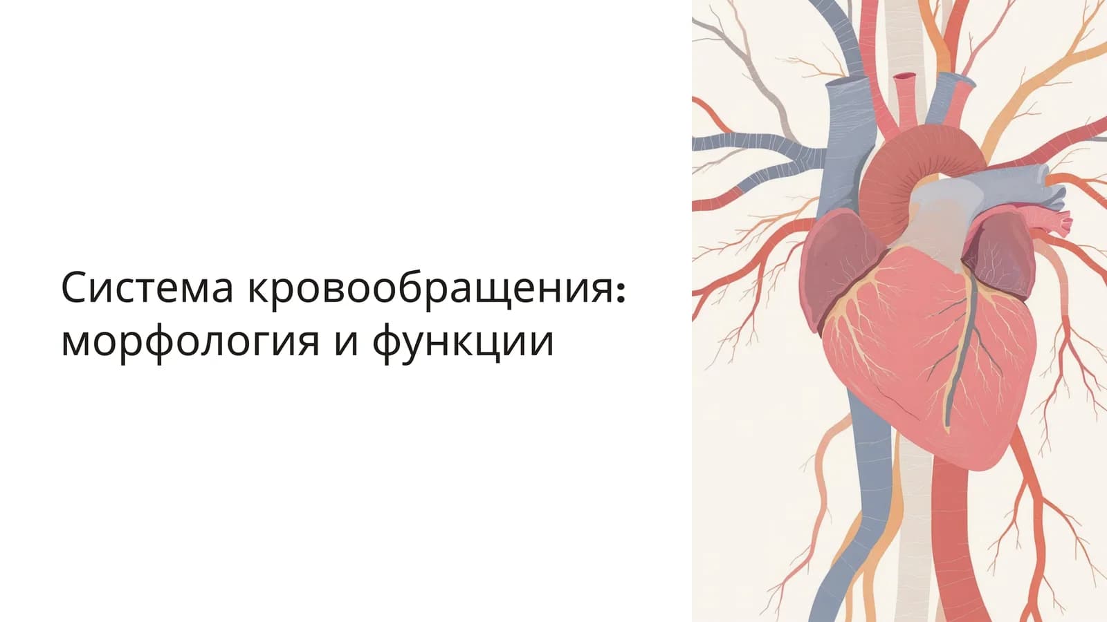 Система кровообращения: морфология и функции
