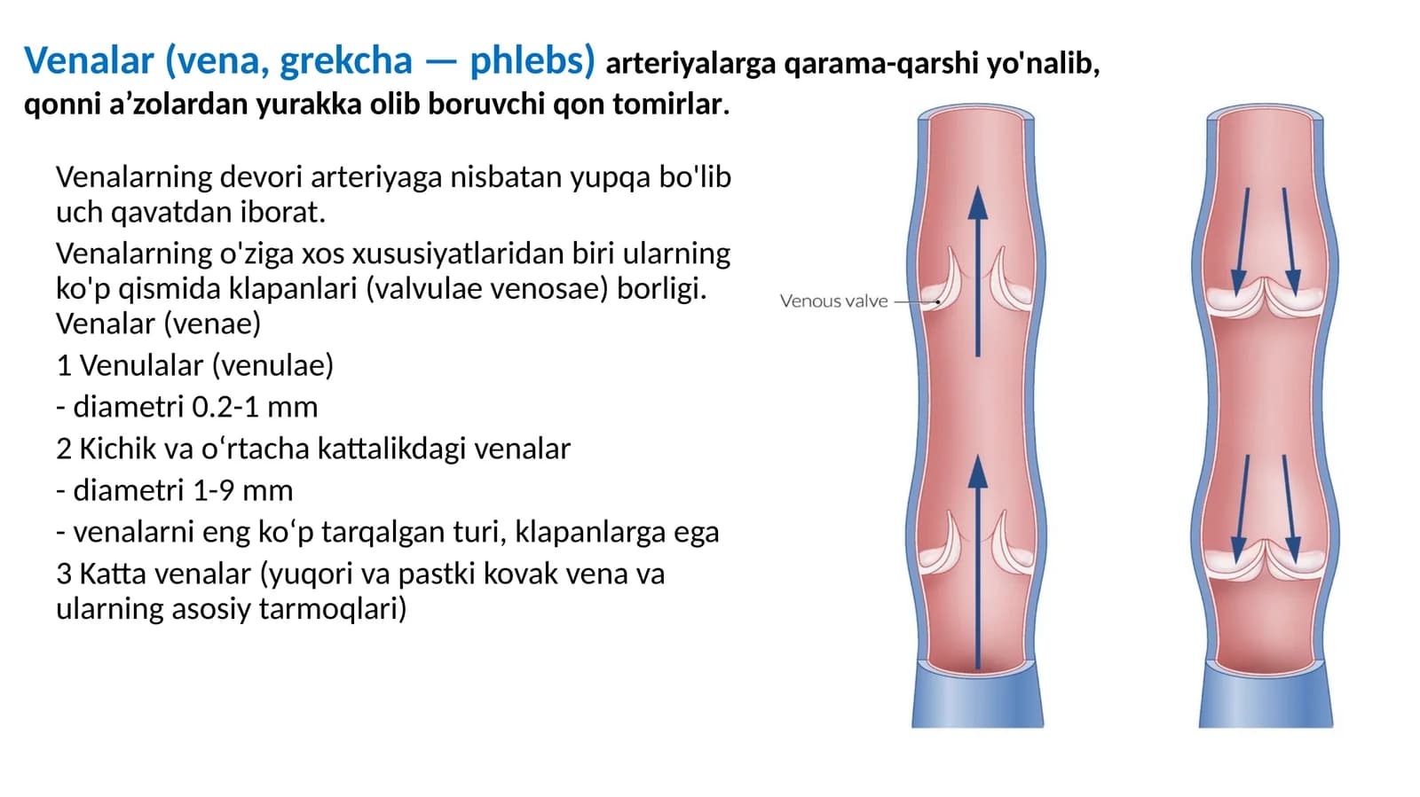 Venalar (venae)