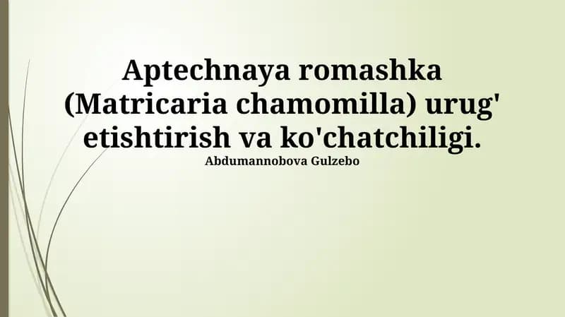 Aptechnaya romashka (Matricaria chamomilla)