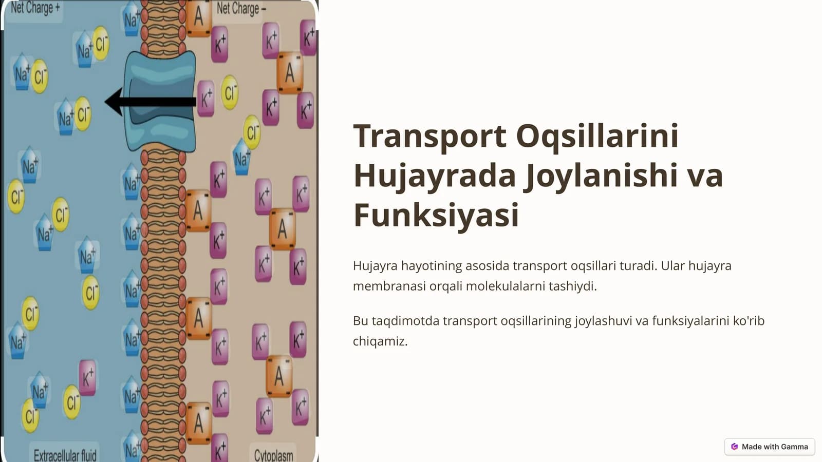 Transport Oqsillarini Hujayrada Joylanishi va Funksiyasi