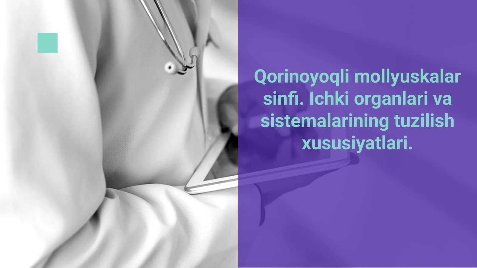 Qorinoyoqli mollyuskalar sinfi