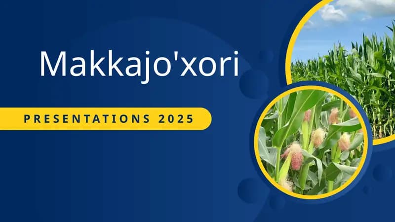 Makkajo'xori