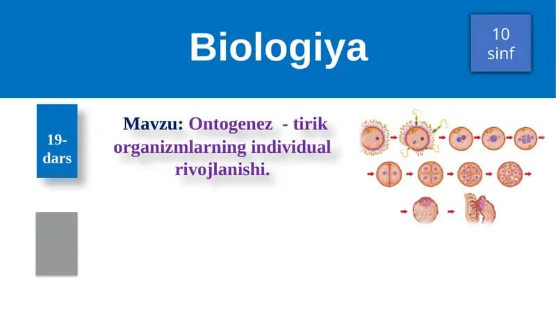 Ontogenez - tirik organizmlarning individual rivojlanishi