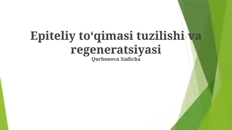 Epiteliy toʻqimasi tuzilishi va regeneratsiyasi