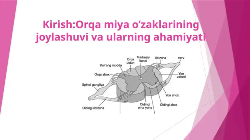 Orqa miya o’zaklarining joylashuvi va ularning ahamiyati