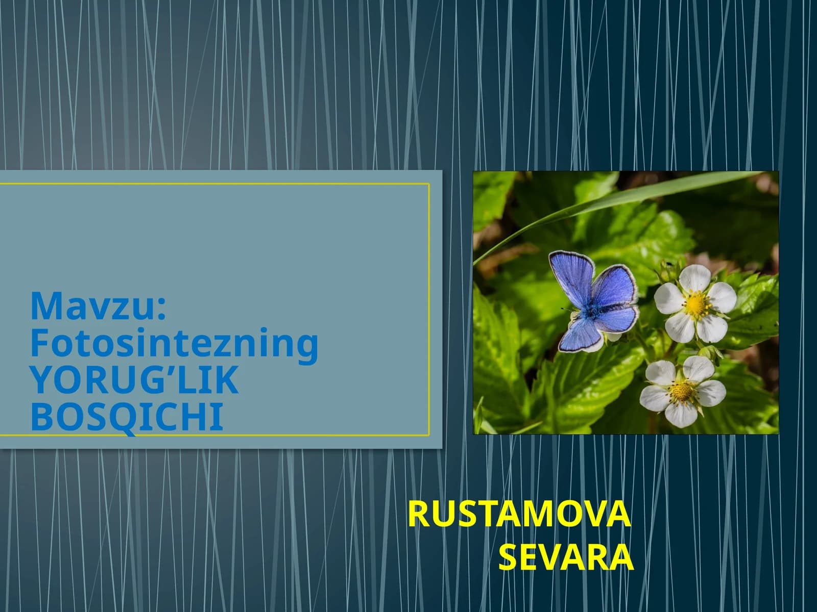 Fotosintezning YORUG’LIK BOSQICHI