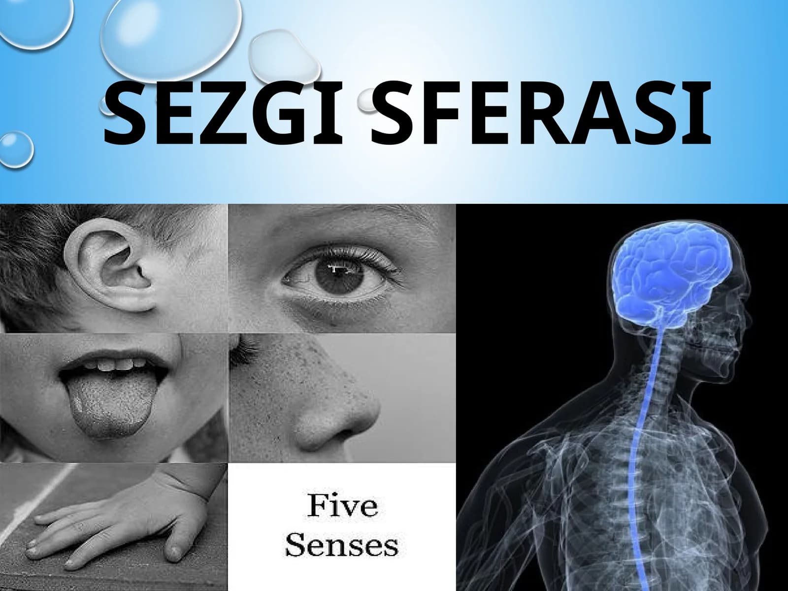 Sezgi analizatorlari