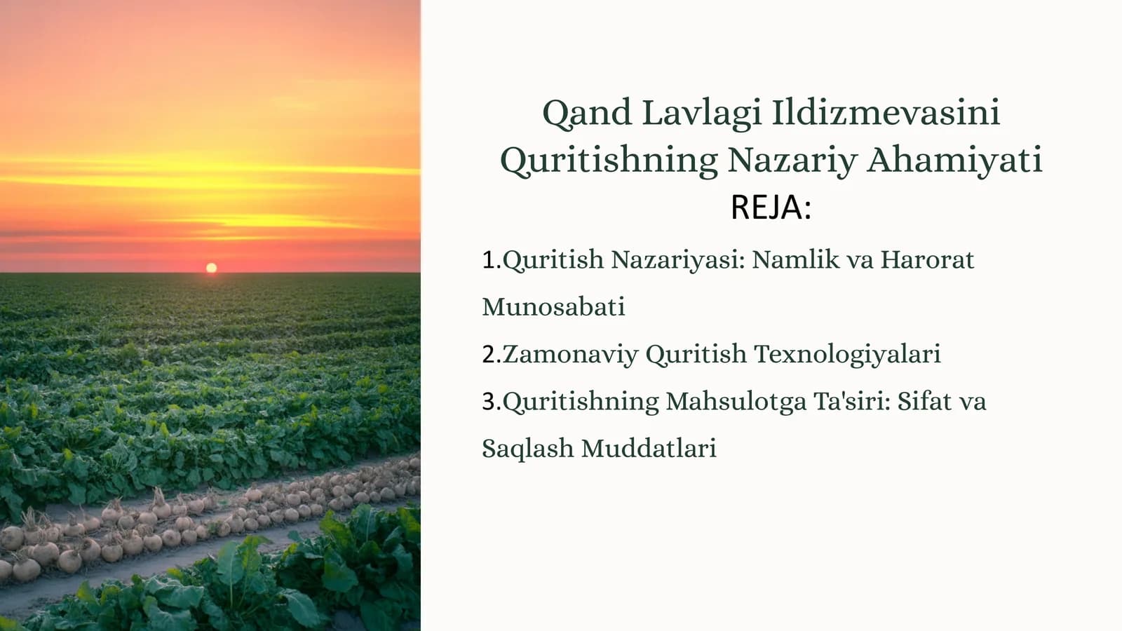 Qand Lavlagi Ildizmevasini Quritishning Nazariy Ahamiyati