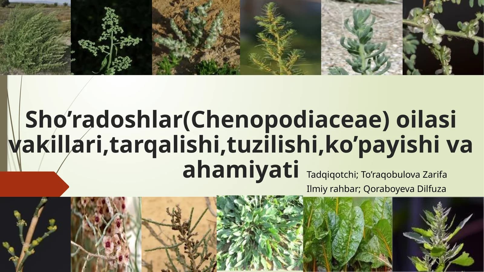 Sho’radoshlar(Chenopodiaceae)oilasivakillari,tarqalishi,tuzilishi,ko’payishivaahamiyati