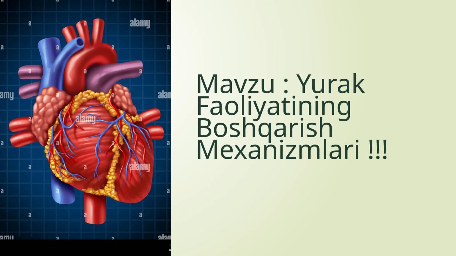 Yurak Faoliyatining Boshqarish Mexanizmlari