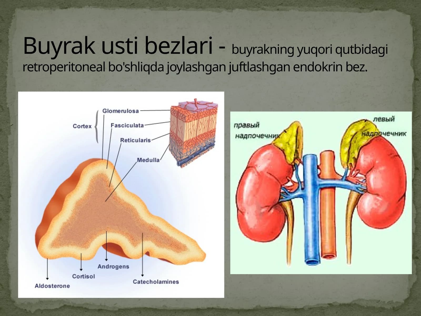 Buyrak usti bezlari